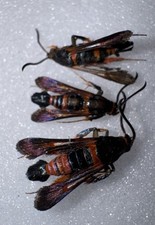 3 OAK CLEARWING BORER MOTHS - Synanthedon sapygiformis M/M/M - 1 picture