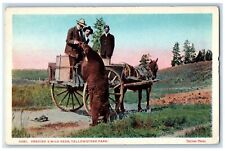 Yellowstone National Park Wyoming WY Postcard Feeding A Wild Bear c1920s Vintage picture