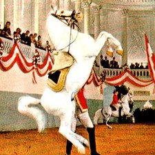 Vintage Continental Postcard The Spanish Riding School Vienna Austria c1966 picture