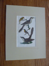 A.Wilson Engraving-1860s-Hand colored-Matted-Lizars-Bird print-ORIGINAL picture