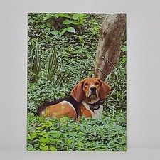 Treeing Walker Coonhound Postcard 5 x 7 inches