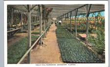 HOLLY HILL NURSERIES c1920s davenport fl original antique postcard florida trees picture