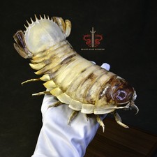 Crab specimen Bathynomus giganteus, museum-quality taxidermy & display box picture