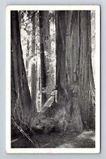 San Francisco CA-California, Scenic Woods View, Vintage Postcard picture