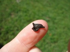 RARE COYOTE CLAW CORE FLORIDA FOSSILS ICE AGE EXTINCT BONES DIRE WOLF TOOTH FL @ picture