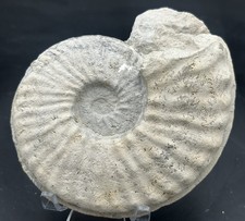 Very Nice, Both Sides 5” Cretaceous Texas Fossil Ammonite-Mortoniceras Species picture