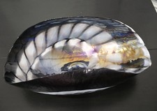 Vintage Murano Glass Seashell picture