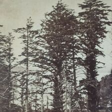 Southern Oregon Lake of the Woods Columbia River Gorge Forest Stereoview B963 picture