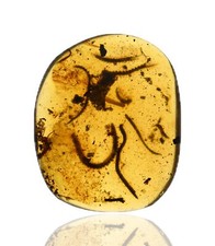 RARE Swarm of Millipedes, Fossil insect inclusion in Burmese Amber picture