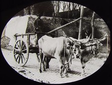 Glass Magic Lantern Slide A YOKE OF OXEN C1890 PHOTO EUROPEAN   picture