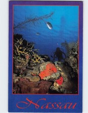 Postcard Exploring the captivating inner world of the Bahamas Nassau Bahamas picture