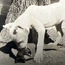 1920s PIT BULL DOG Playing w PISTOL Gun w Holster  vintage Snapshot Photo Yard picture