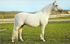 1978 AL-MARAH Indraff White Arabian Stallion Horse foaled 1956 postcard a69 picture
