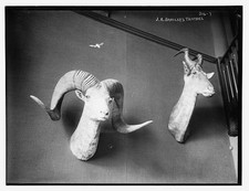 Photo:J.R. Bradley Animal Trophies Ram and Antelope Heads picture