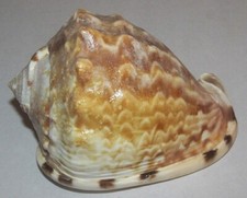 94 mm GREAT PATTERN Cassis Flammea Helmet Seashell From Caribbean Sea RARE picture