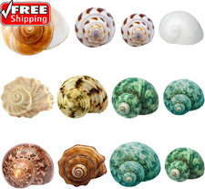 Hermit Crab Shells Medium and Large - 12PCS Growth Turbo Seashells Size 1.18