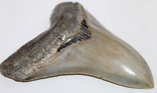 MEGALODON Shark Tooth Fossil No Repair  4.77