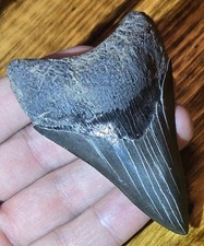 RARE LOWER MEGALODON TOOTH SMOKY COLORS AUTHENTIC PREHISTORIC SHARK FOSSIL  picture
