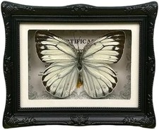 1Pcs Real Butterfly Framed Handmade, Taxidermy Butterfly Shadow Box Collection, picture