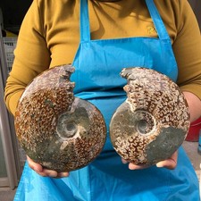 2pcs 3.89LB Natural Whole Ammonite Fossilized Crystal Mineral Specimen Healing picture