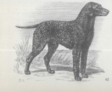 Curly Coated Retriever - CUSTOM MATTED - Vintage Dog Art Print - 1942 Megargee picture