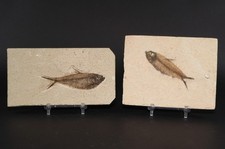 Diplomystus & Knightia Fossil Fish Fossil Lake Green River Fm Wyoming COA 11974 picture