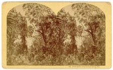 FLORIDA STEREOVIEW - Fort George Island - Point Isabel - BW Kilburn 1880s picture