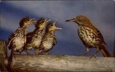 Ipswich River Audubon Sanctuary Brown Thrasher Chicks MA vintage postcard o852 picture