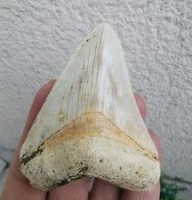 Unique and v beautiful medium-small Indonesian Megalodon tooth 2.75 inch (7 cm) picture