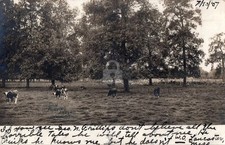 Lancaster MA Massachusetts Indian Burial Ground 1907 RPPC Postcard COPY picture