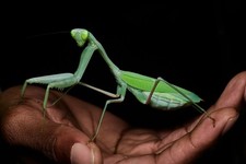 Giant Asian Mantis ( Hierodula membranacea ) Nymph ￼L4-L5 Care Guide Included picture