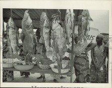 1961 Press Photo Housewives survey fresh fish caught in the nearby Congo River picture
