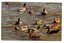 Ducks at Spillway ~ Linesville PA ~ Vintage Postcard picture