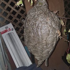 Large Real Bald Faced Hornets Nest Completely Empty Inactive Natural Rustic... picture