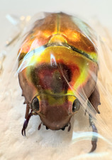 Rutelinae Chrysina aurigans 28mm RED FORM A1 from COSTA-RICA - #0125B picture
