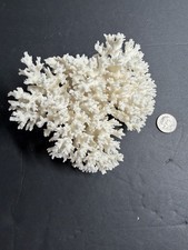Natural White Branching Coral Cluster Skeleton Specimen Coastal Beach Decor picture