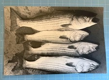 Vintage Striped Bass Black White Photo Print 4 Fish Striper Nautical Wall Decor picture