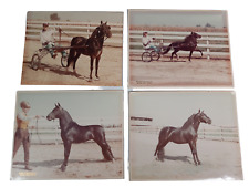 Vintage 1960's Horse Tulare California State Fair Photo Prints 8 x 10 Set of 4 picture
