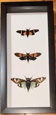 Three Framed Cicadas, Real framed insects picture