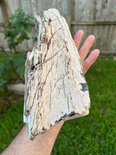 Texas Petrified Wood 14