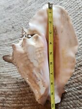 Vintage Large Natural Queen Conch Sea Shell Seashell 10