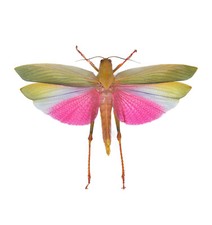 Lophacris cristata MALE real pink grasshopper unmounted wings closed Peru picture