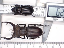 V07124. Unmounted insects, Lucanidae: Lucanus nobilis sp. Vietnam, Lai Chau picture