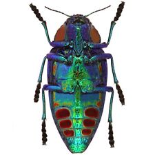 Polybothris gemma ONE REAL BLUE GREEN JEWEL BEETLE PACKAGED MADAGASCAR picture
