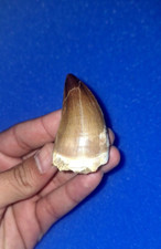 2×1 stunning mosasaur teeth & shark teeth Cretaceous period prehistoric dinosaur picture