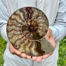 440G Rare Natural Tentacle Ammonite FossilSpecimen Shell Healing Madagascar picture