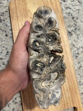 HUGE PLATYBELEDON MOLAR FOSSIL GOMPOTHERIUM FAMILY (GLUED/RESTORED) picture