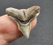 Patho Bone Valley Bull Shark Tooth Fossil Not Megalodon picture