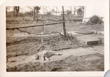 Cat Lying on Path 1948 Snapshot Photograph Yard Scene Americana Pet Orange Kitty picture