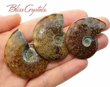 1 MedLrg Sutured AMMONITE Fossil Chambered Nautilus Whole Shell #SA04 picture